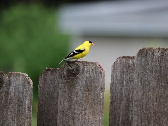 Backyard Birdwatching for Small-Space Households: Essentials