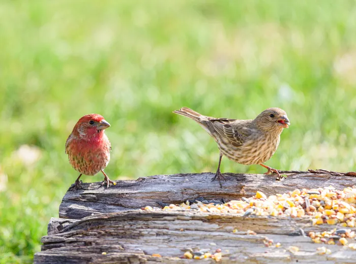 Choosing a Simple Setup for Backyard Birdwatching