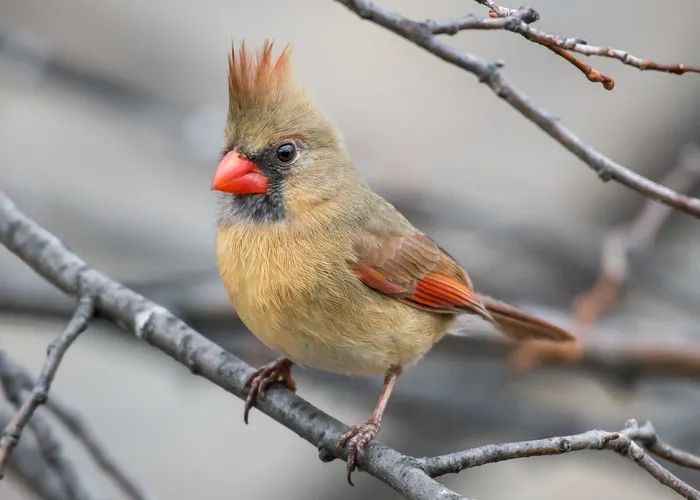 Reducing Waste While Practicing Backyard Birdwatching