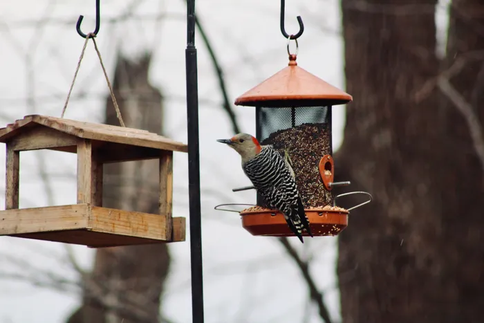Preparing for Your Next Backyard Birdwatching Session